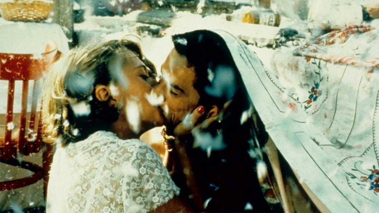 Czarny kot, biały kot