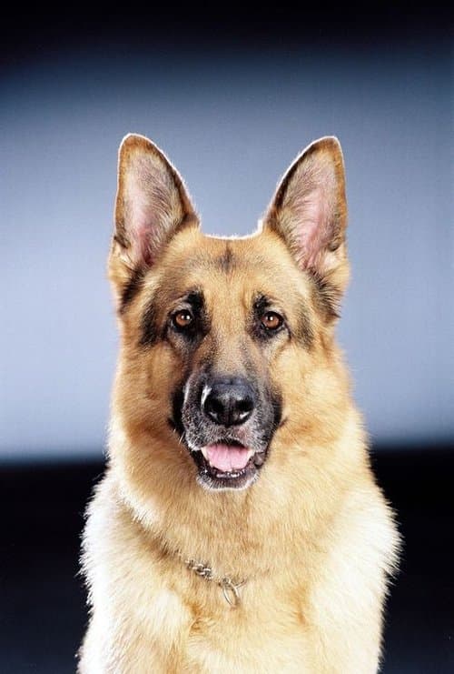 Zdjęcie Rhett Butler