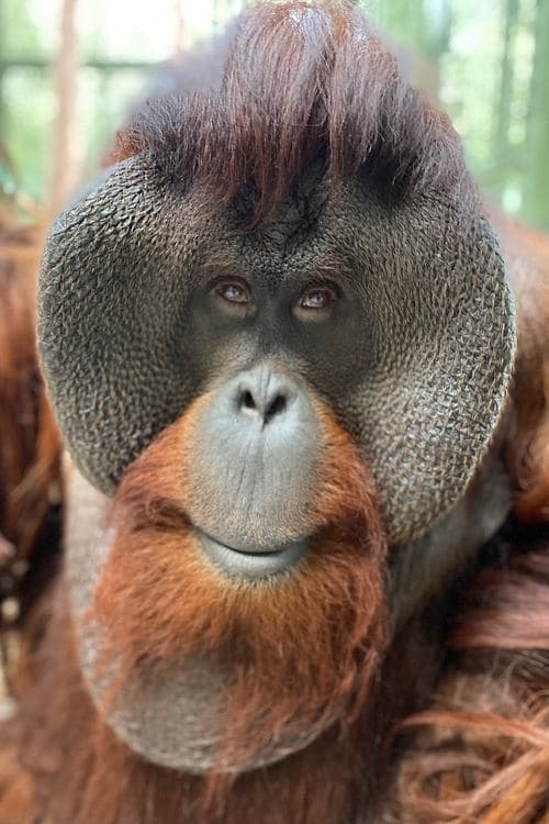 Zdjęcie Sam the Orangutan